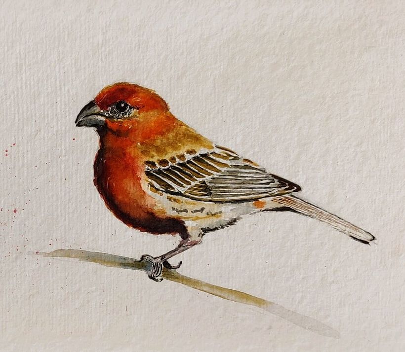 Watercolour bird