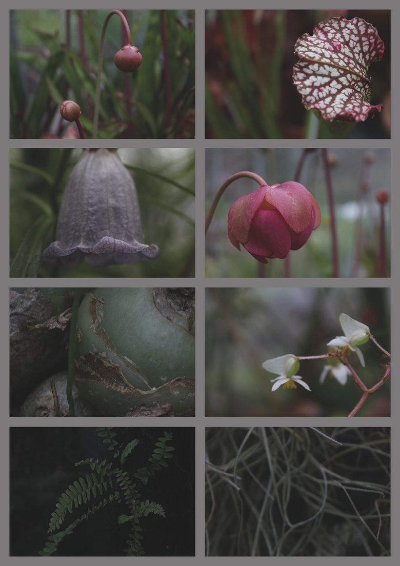 Forest Primeval 0