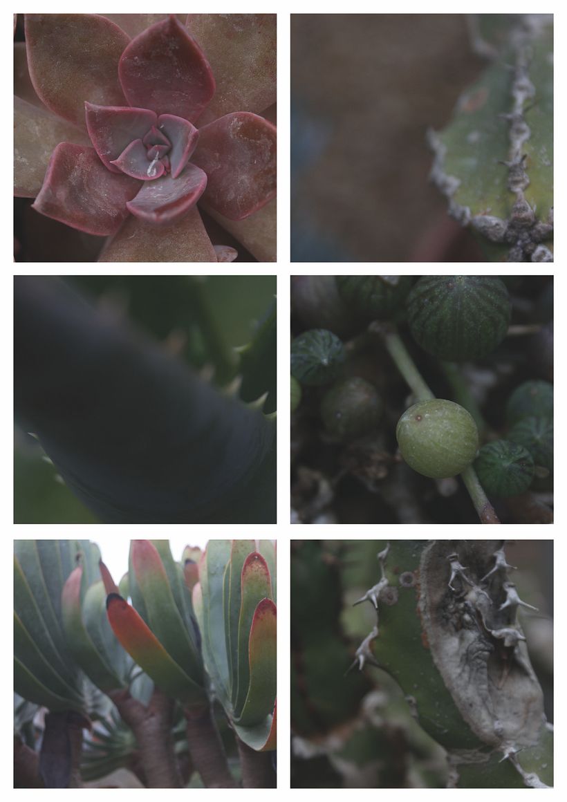 Forest Primeval 1