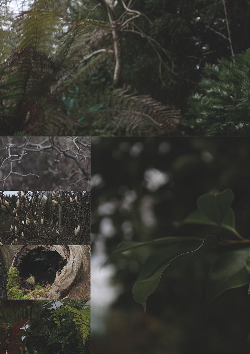 Forest Primeval 4