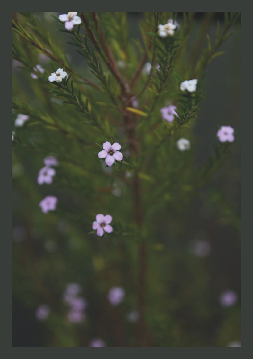 Forest Primeval 5