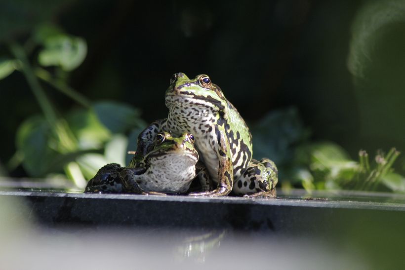 The frogs in the pond in my garden