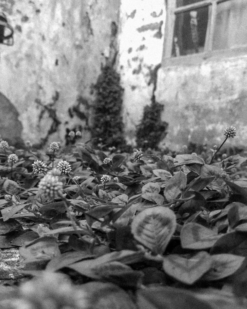 Covid 19 smartphone photography 1