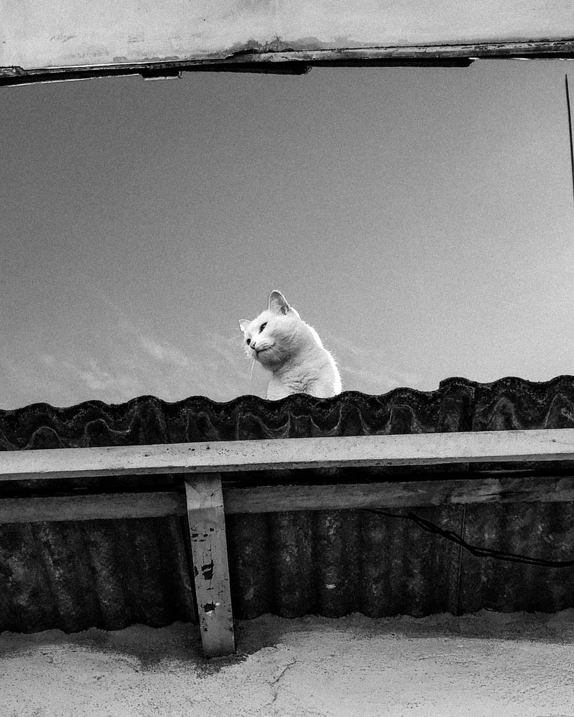 Covid 19 smartphone photography 2
