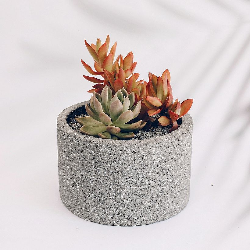 Jungla Urbana: Macetas de concreto + cactus y suculentas 2