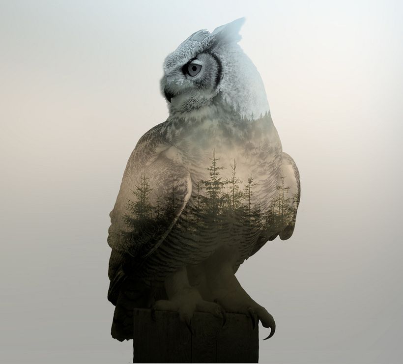Propuesta de rediseño para Brinzal, centro de recuperación de rapaces nocturnas 3