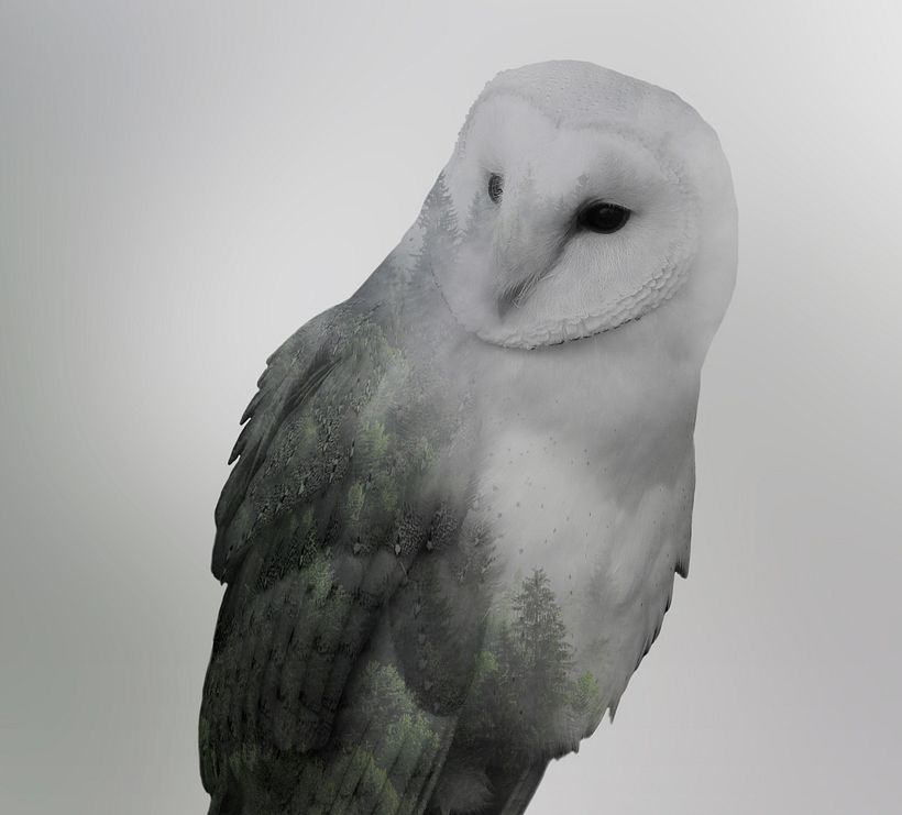 Propuesta de rediseño para Brinzal, centro de recuperación de rapaces nocturnas 4