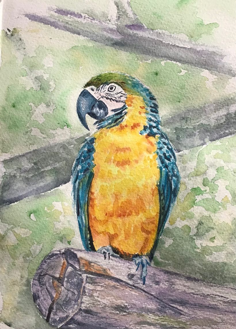 Parrot, original picture of Sid Balach