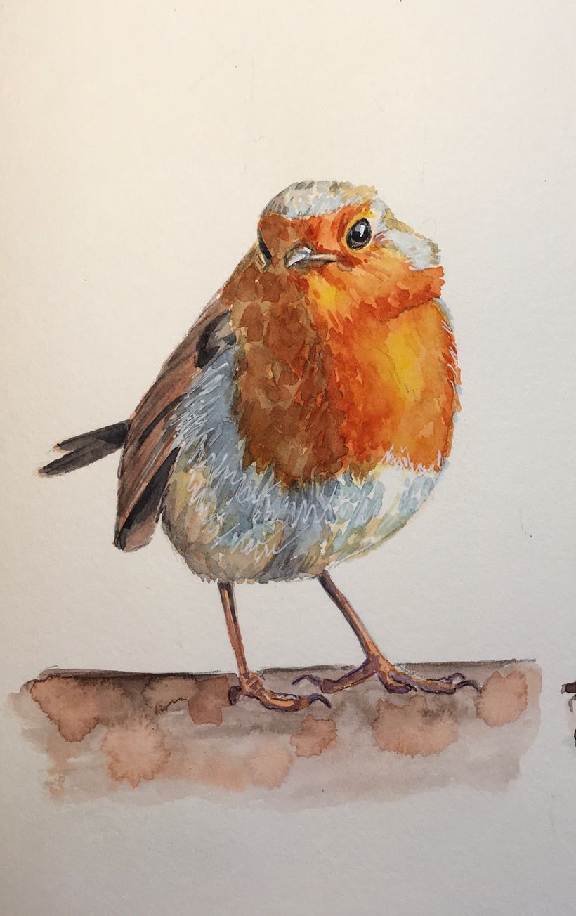 Robin 3, picture of Alfred Keannelly @AlfredKenneally