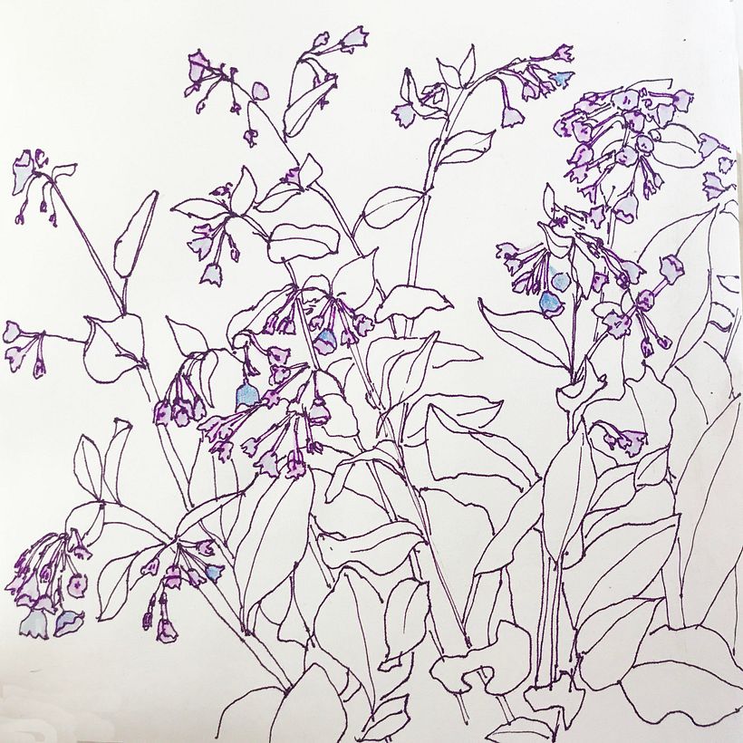 Bluebells. Fountain pen and ink.