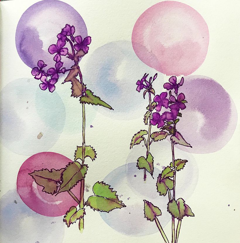 Money Plant. watercolor and fountain pen.