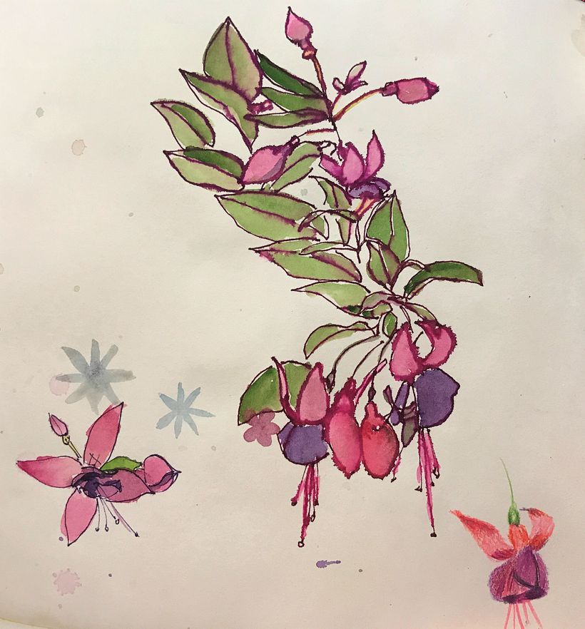 Sketches of Fuschia. watercolor, ink, color pencil