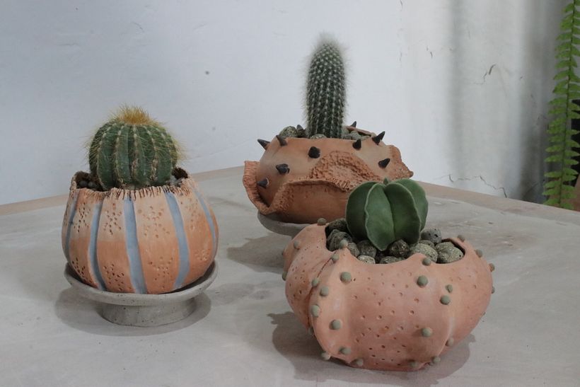 Colección Allpa 6