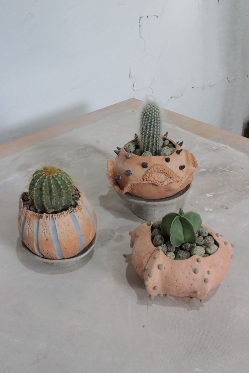 Colección Allpa 7
