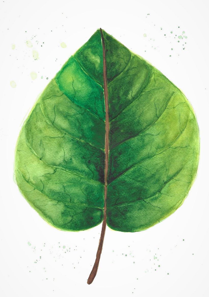 My project in Botanical Illustration with Watercolors course 2