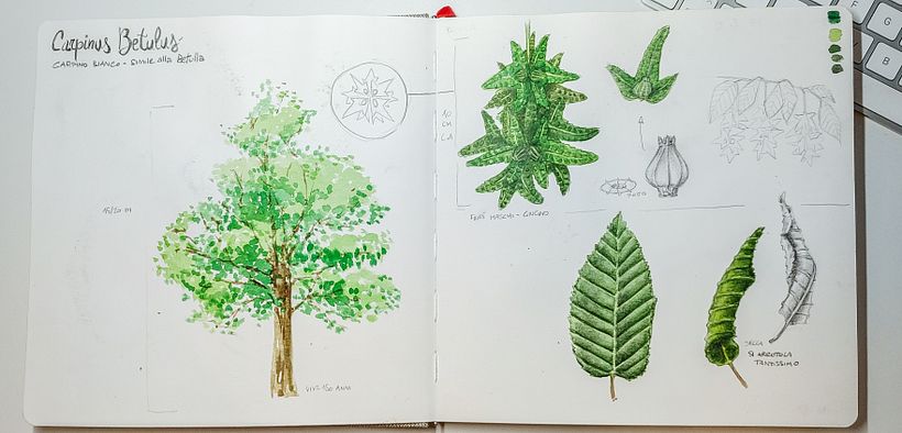 My project in Botanical Watercolor Sketchbook course 1
