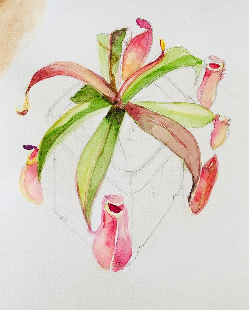 Assignment 4: Nepenthes plant by Sareera 2