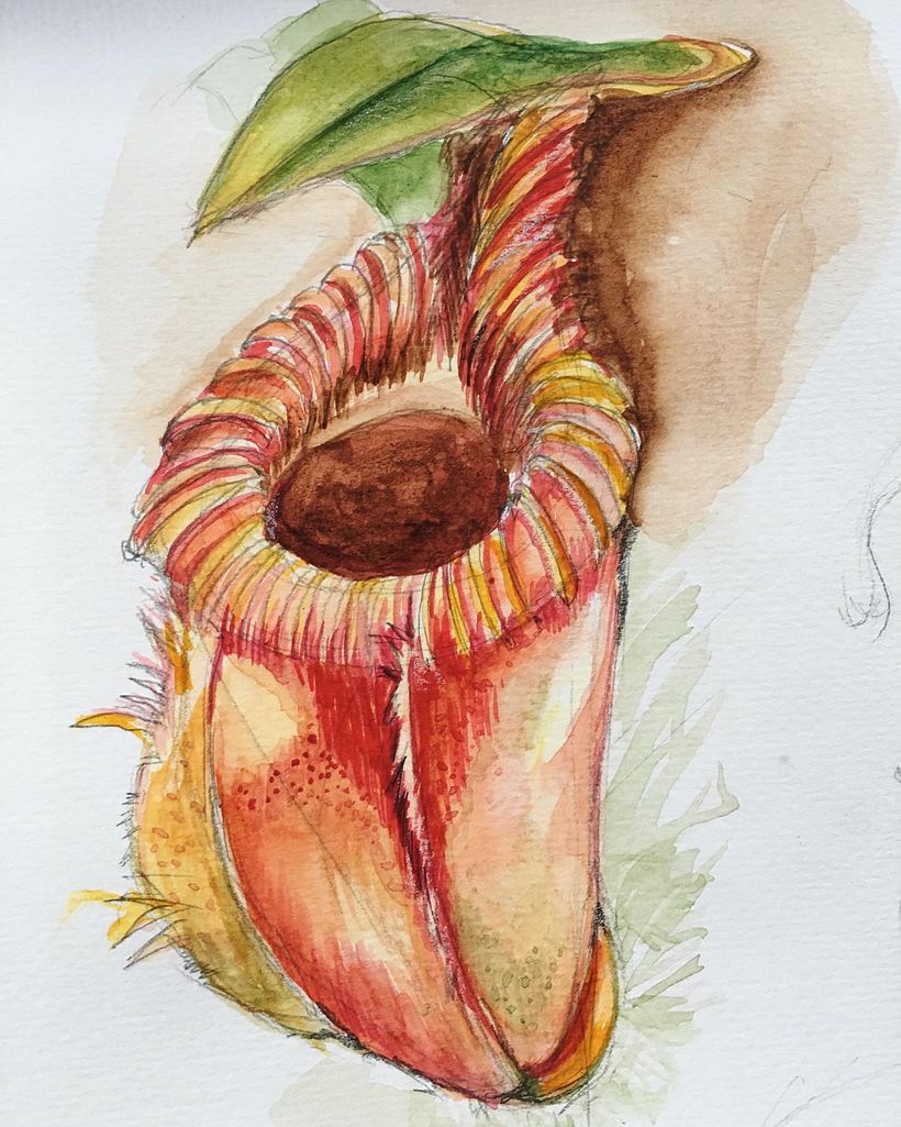 Assignment 4: Nepenthes plant by Sareera 3