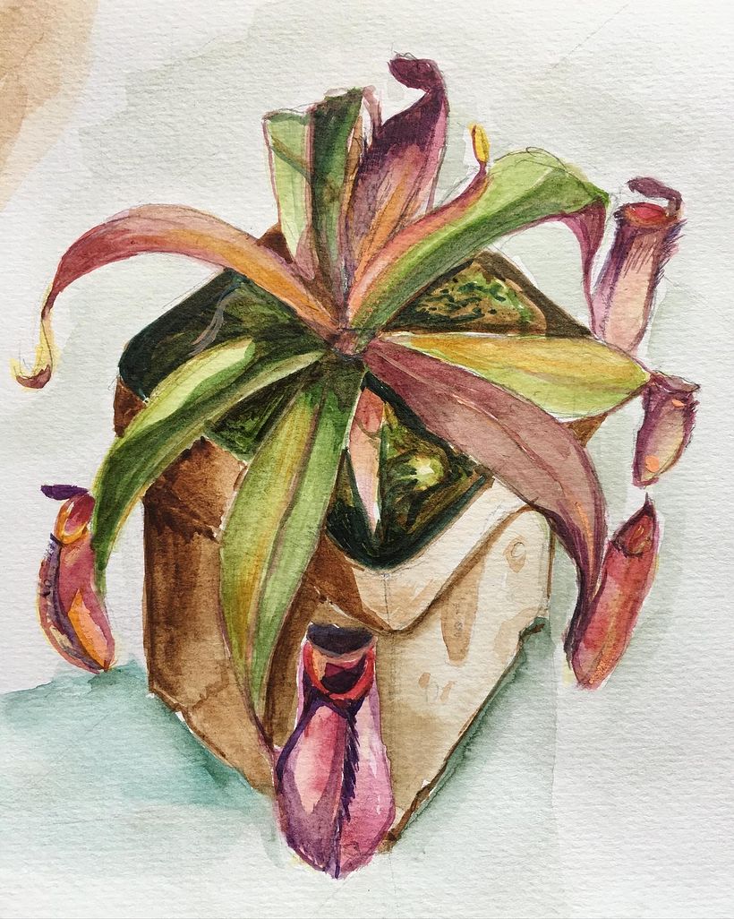 Assignment 4: Nepenthes plant by Sareera 4