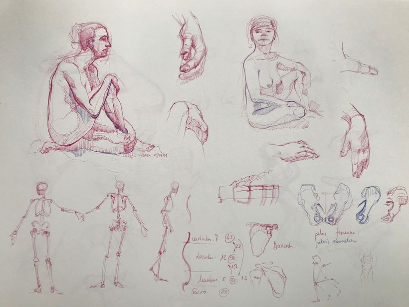 Estudios anatómicos 1