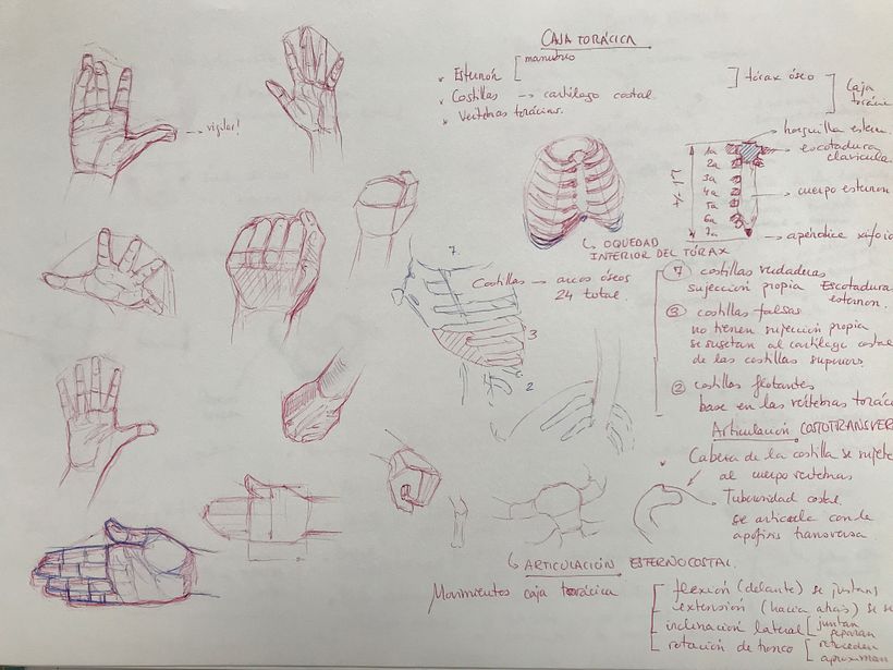 Estudios anatómicos 4