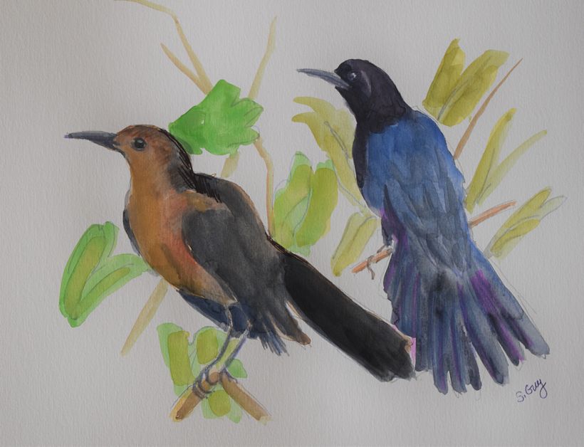My project in Illustrating Nature: A Creative Exploration course 3