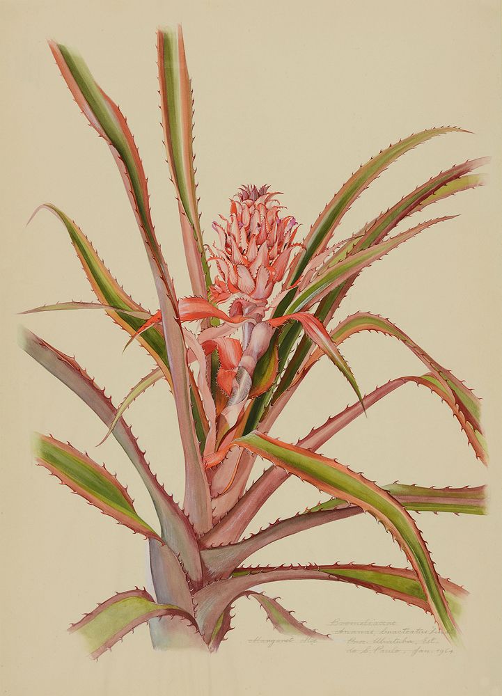 "Bromeliaceae, Ananas bracteatus", Margaret Mee (1964)