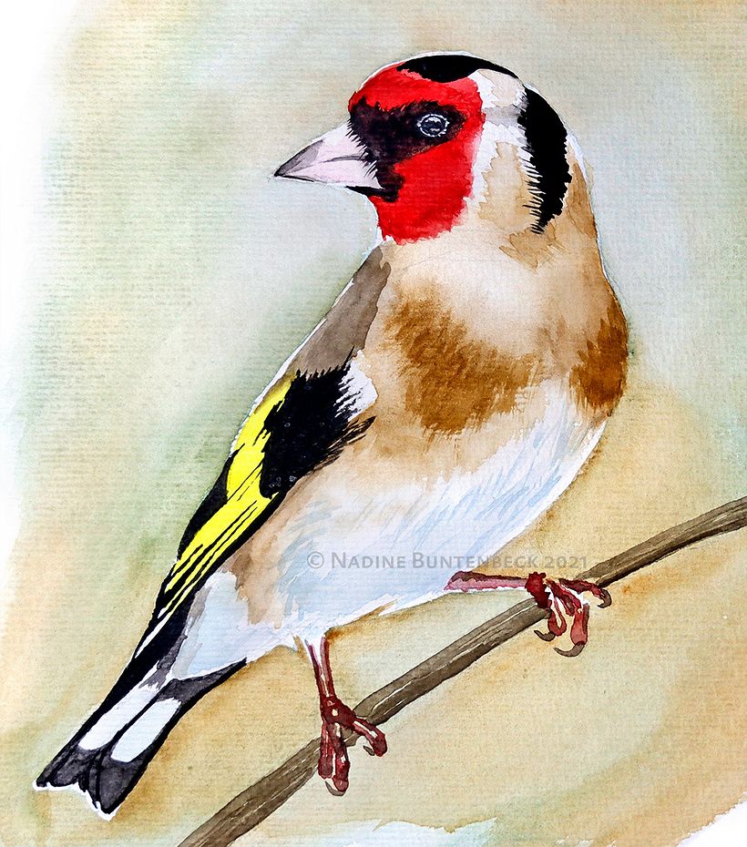 Watercolour birds 11