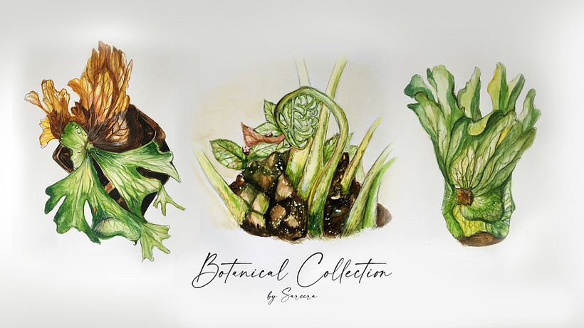 My Final project in Botanical Watercolor: Illustrate the Anatomy of Flowers course 1