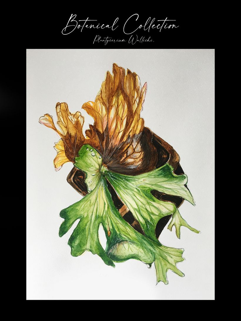 My Final project in Botanical Watercolor: Illustrate the Anatomy of Flowers course 3