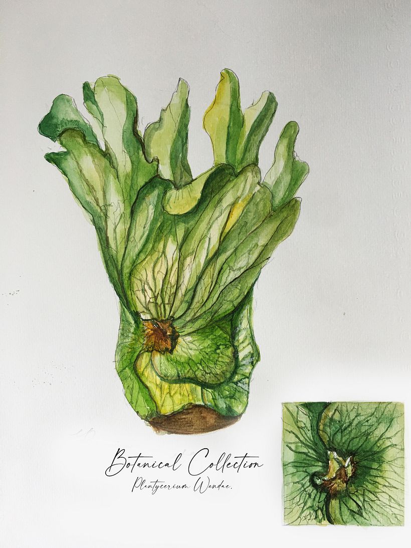 My Final project in Botanical Watercolor: Illustrate the Anatomy of Flowers course 4