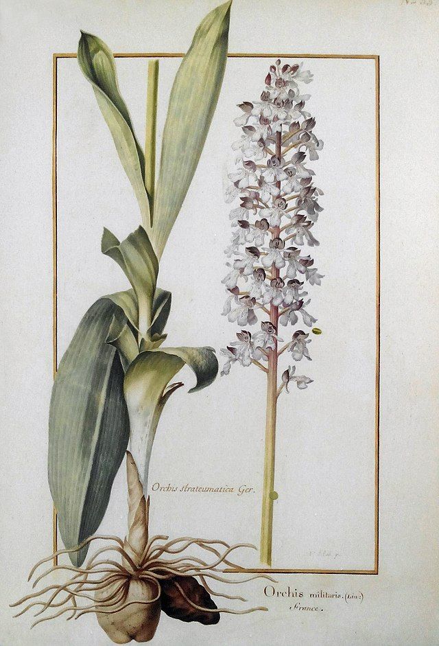 Acuarela de Nicolas Robert (1614-1685)