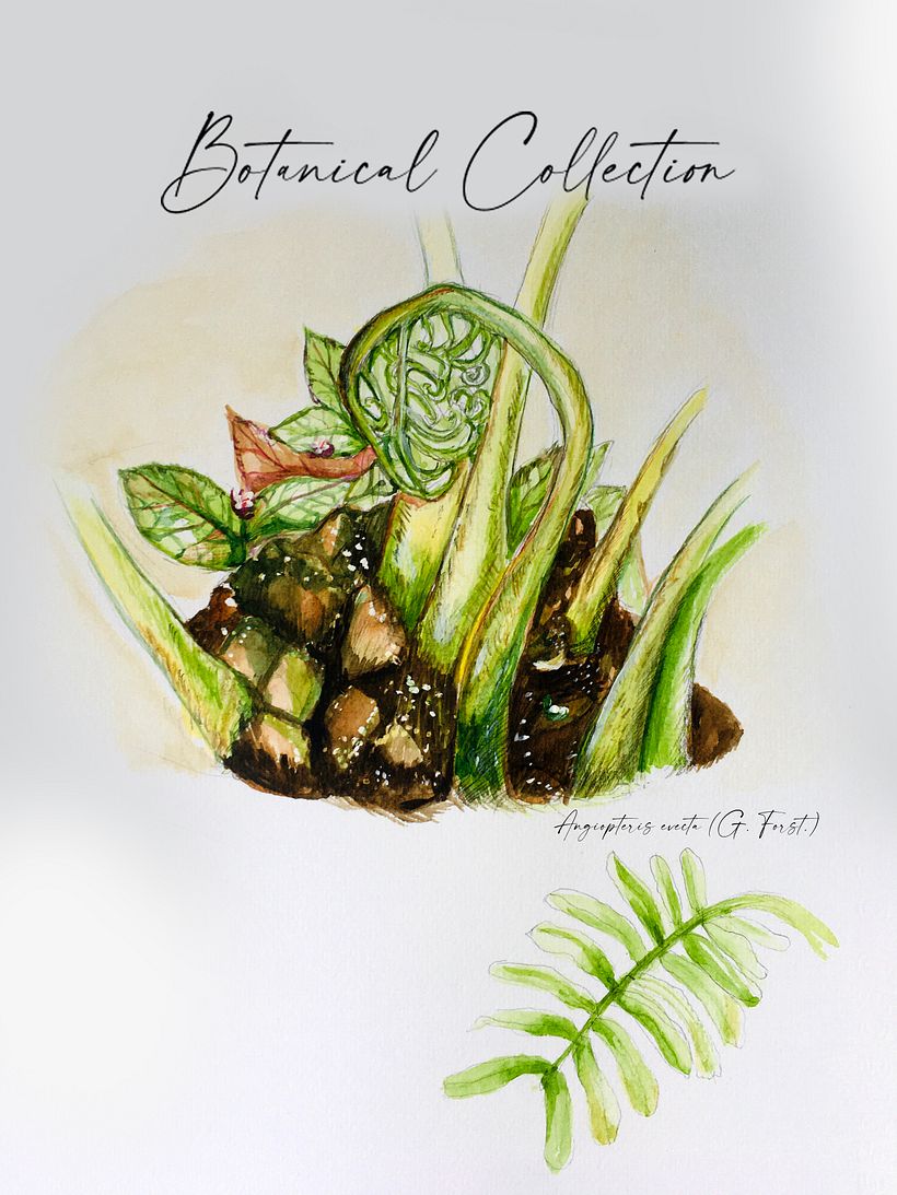 My Final project in Botanical Watercolor: Illustrate the Anatomy of Flowers course 2