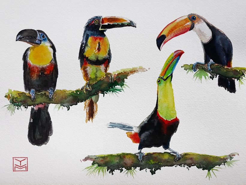 My project in Artistic Watercolor Techniques for Illustrating Birds course - Toucans 1