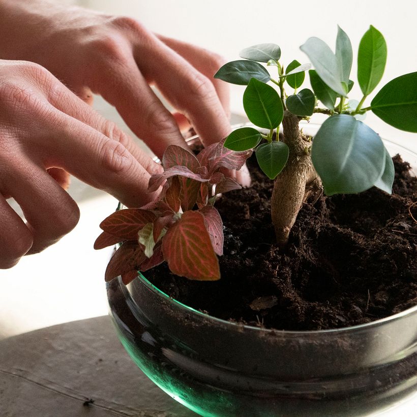 Elaboración de un Jardín en un bol 4