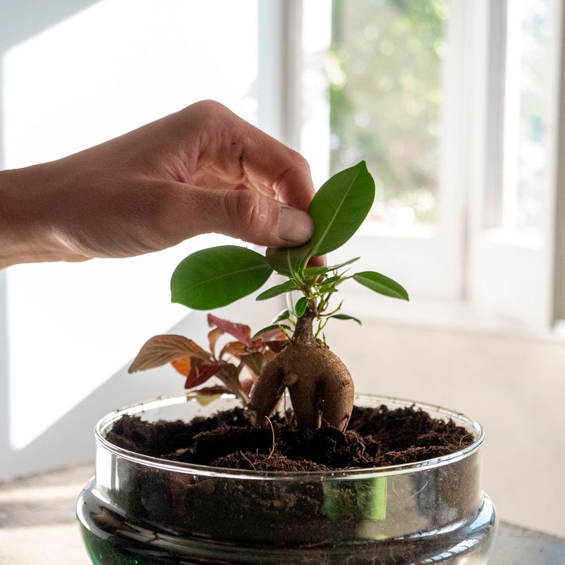 Elaboración de un Jardín en un bol 5