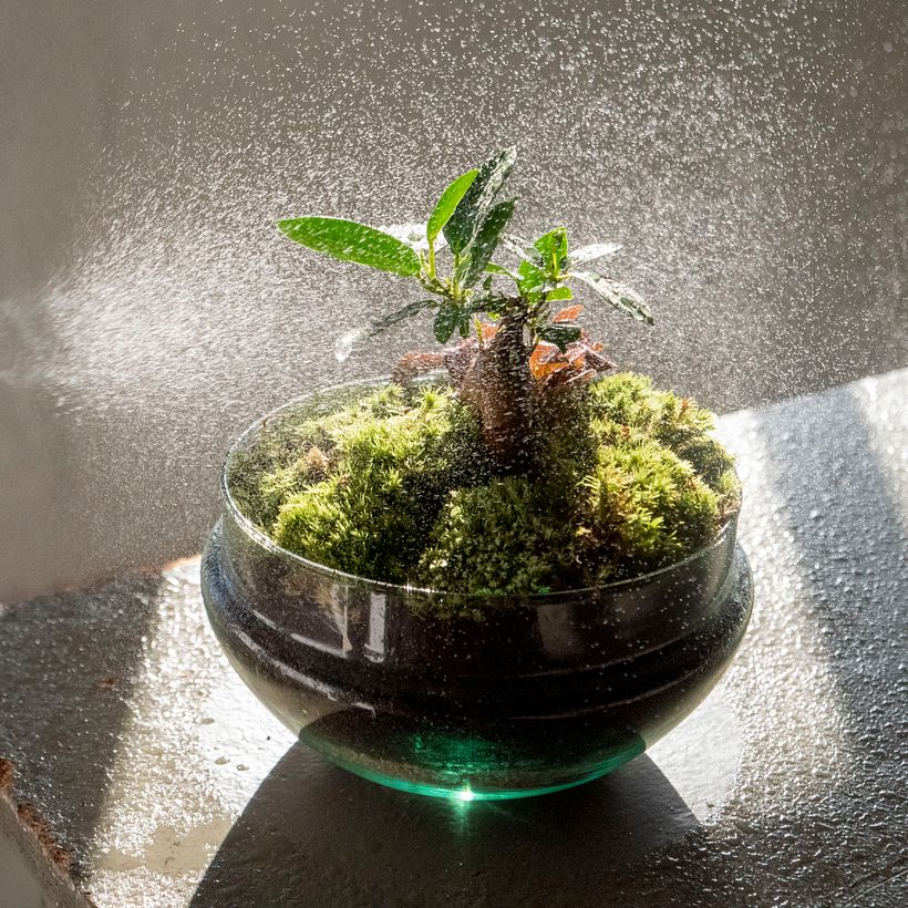 Elaboración de un Jardín en un bol 8