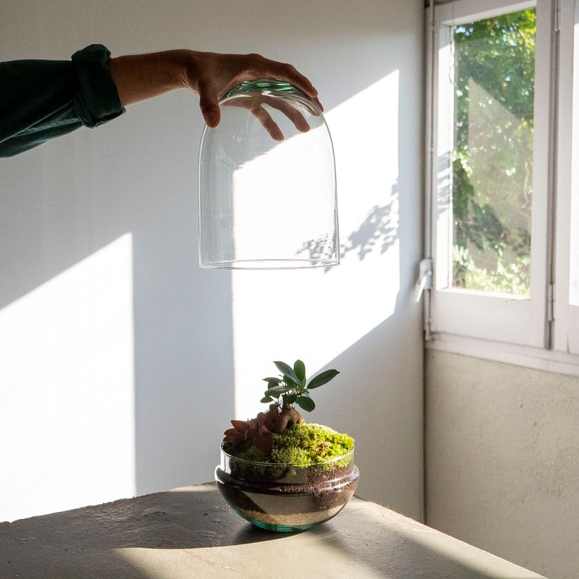 Elaboración de un Jardín en un bol 9