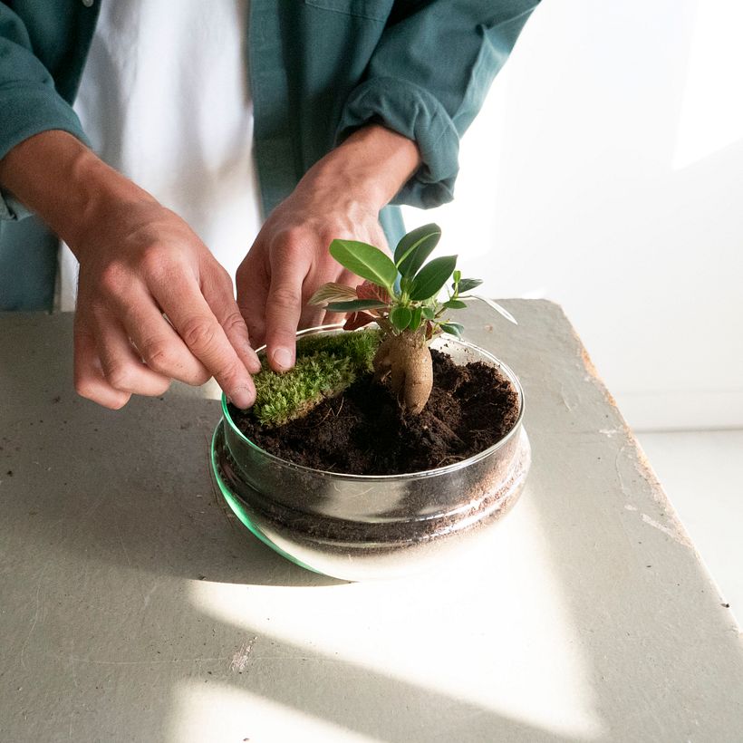 Elaboración de un Jardín en un bol 7