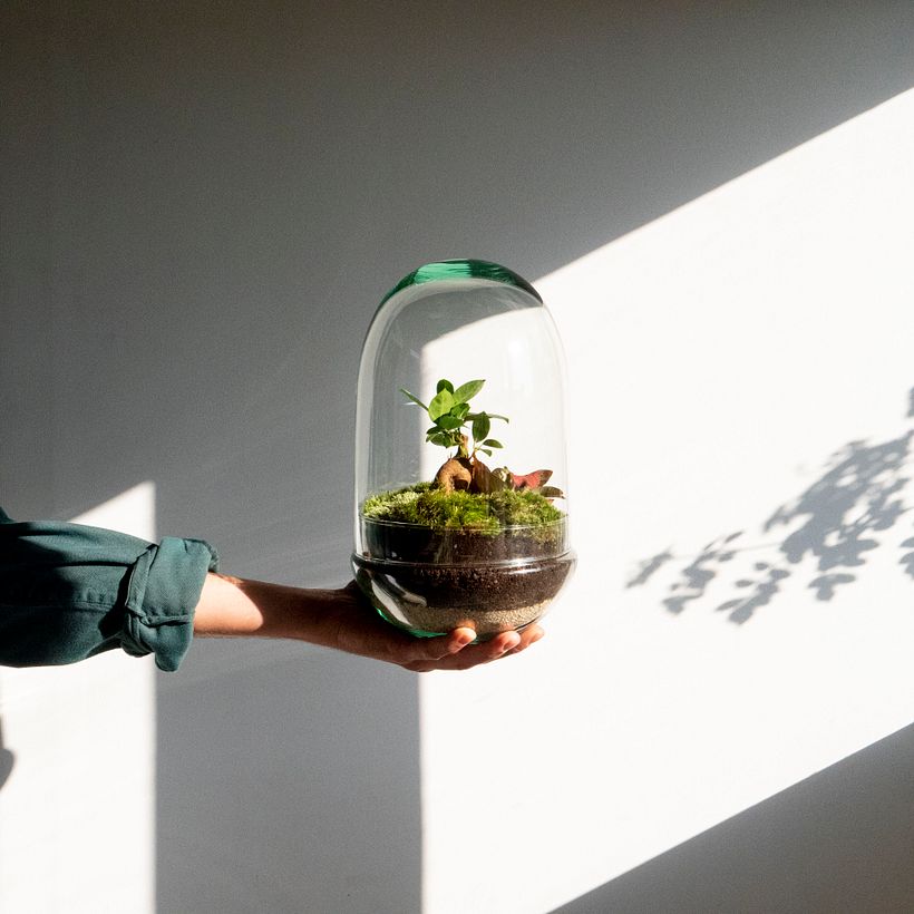 Elaboración de un Jardín en un bol 10