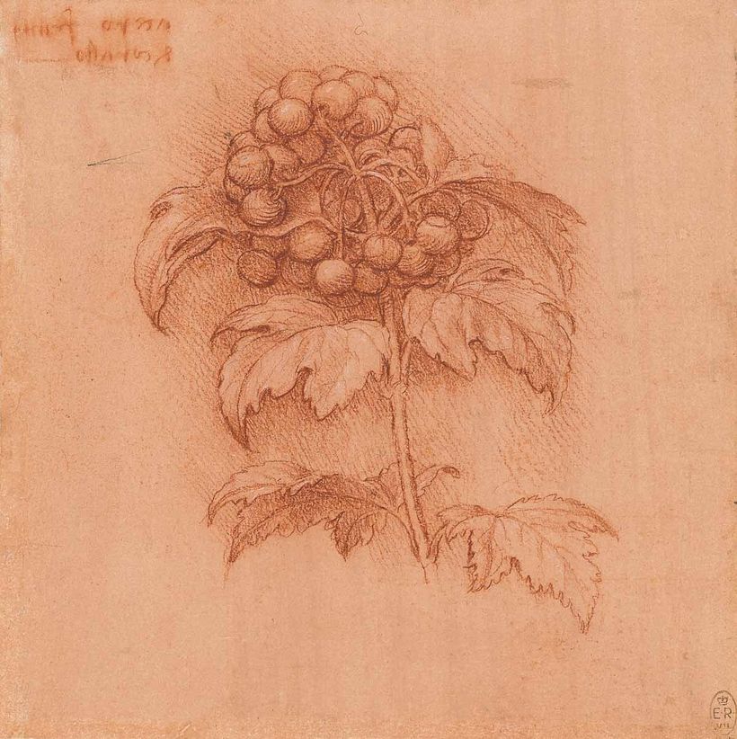 Esboço de Leonardo da Vinci (XV-XVI)