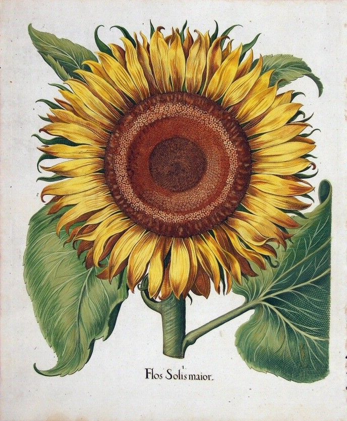 Ilustração de Basilius Besler em 'Hortus Eystettensis'