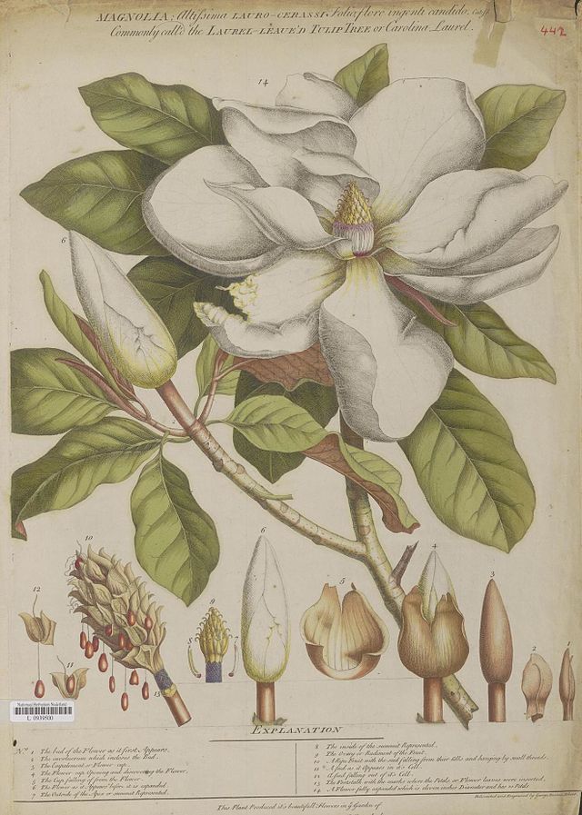 Carl Linnaeus’ botanical illustration system used in an illustration by Georg Dionysius Ehret