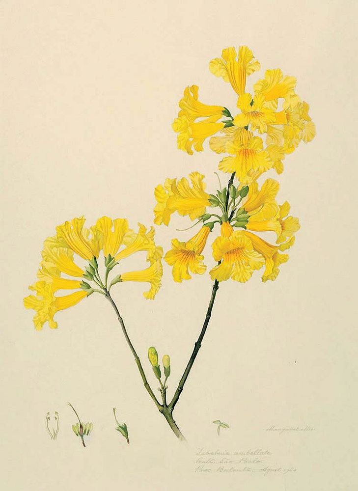 Tabebuia umbellata, Margaret Mee (1964)