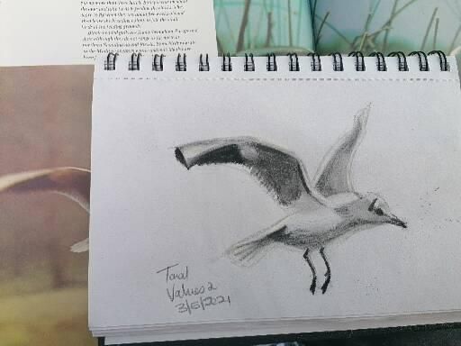 Bird drawings  5