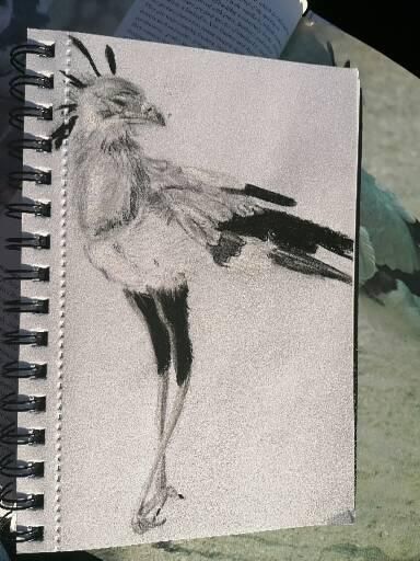 Bird drawings  2