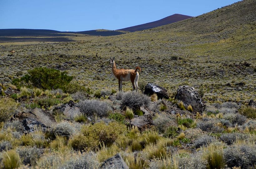 Reserva Natural La Payunia