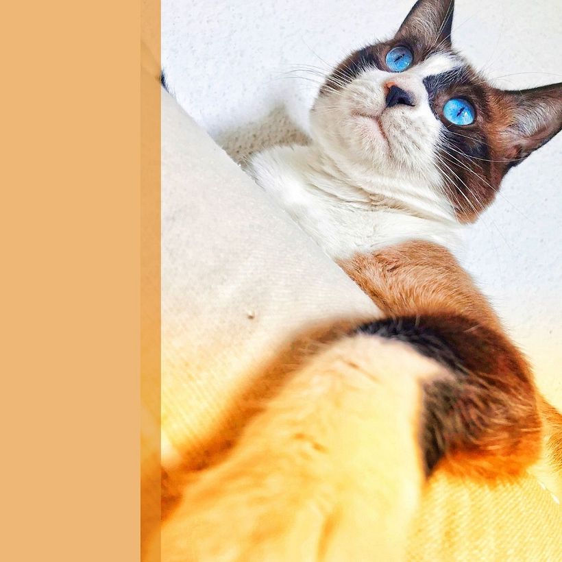 Snapseed para postproducción. Montaje en Canva