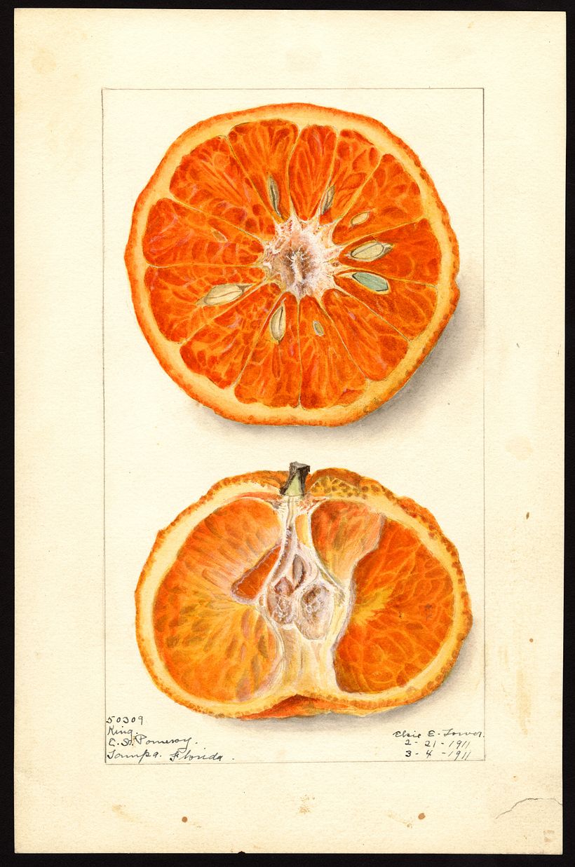 Lower, Elsie E., 1911.