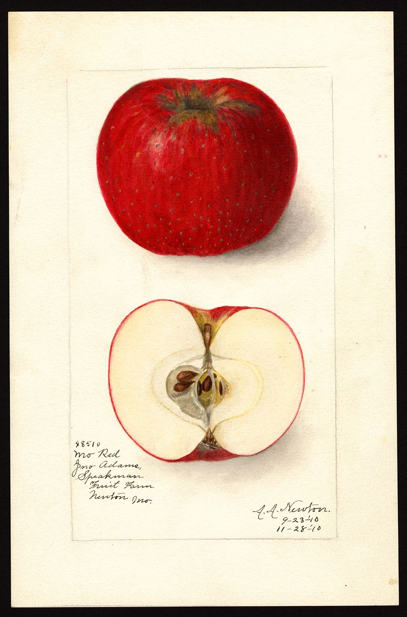 Newton, Amanda Almira, 1910.